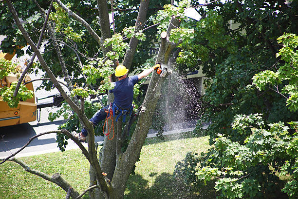 Best Leaf Removal  in Benton, IL