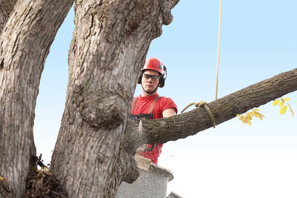 How Our Tree Care Process Works  in  Benton, IL